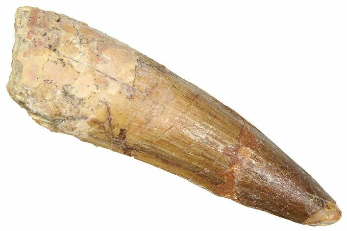 Fossil Spinosaurus Tooth - Real Dinosaur Tooth #366486
